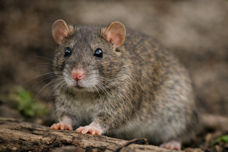 Rats