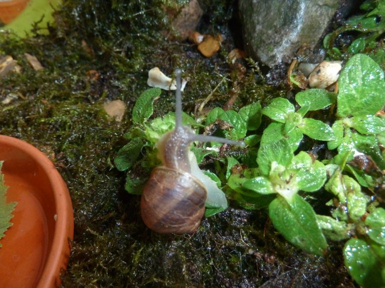 Land Snails