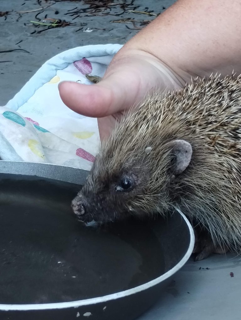 Mickey the Hedgehog