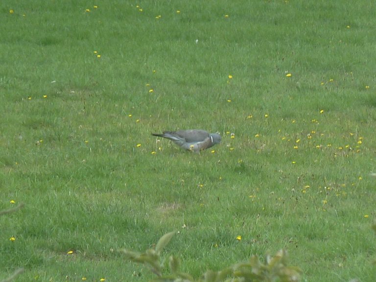 Pigeons: Part 3