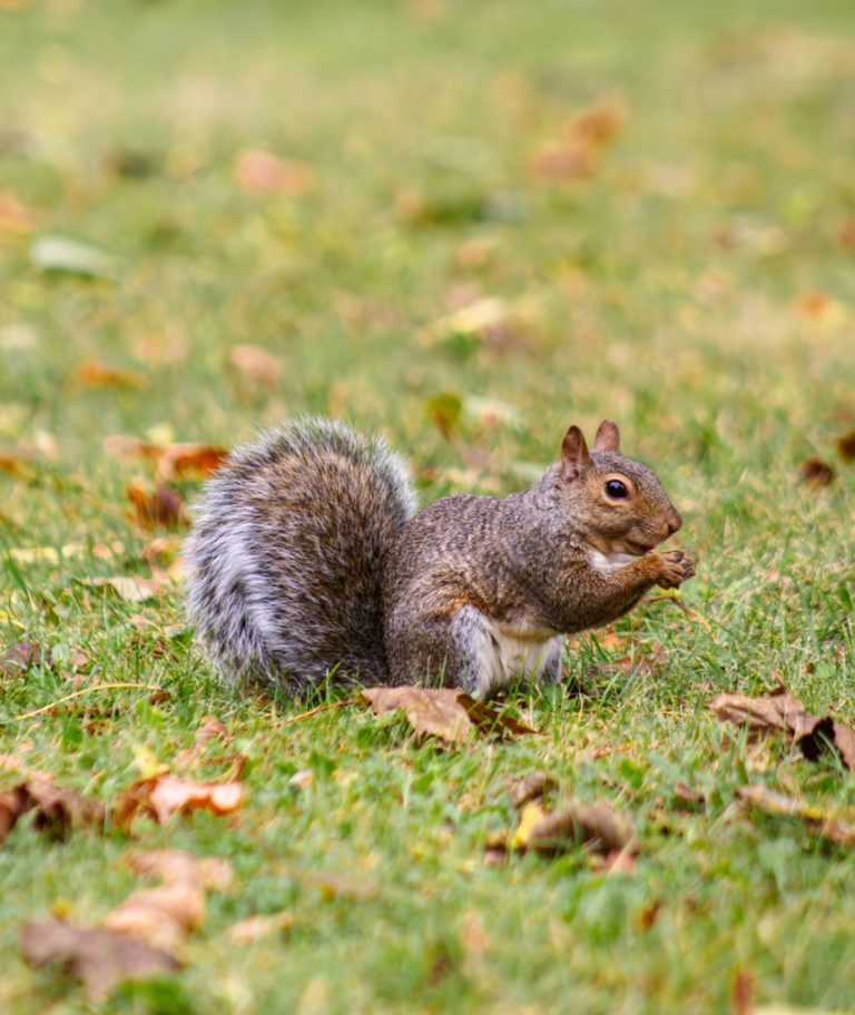 eastern gray squirrel in toronto park setting