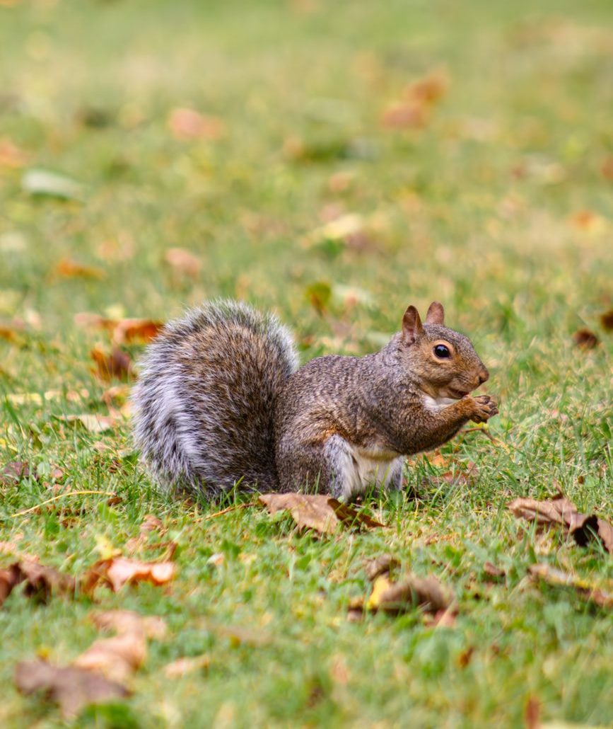 eastern gray squirrel in toronto park setting